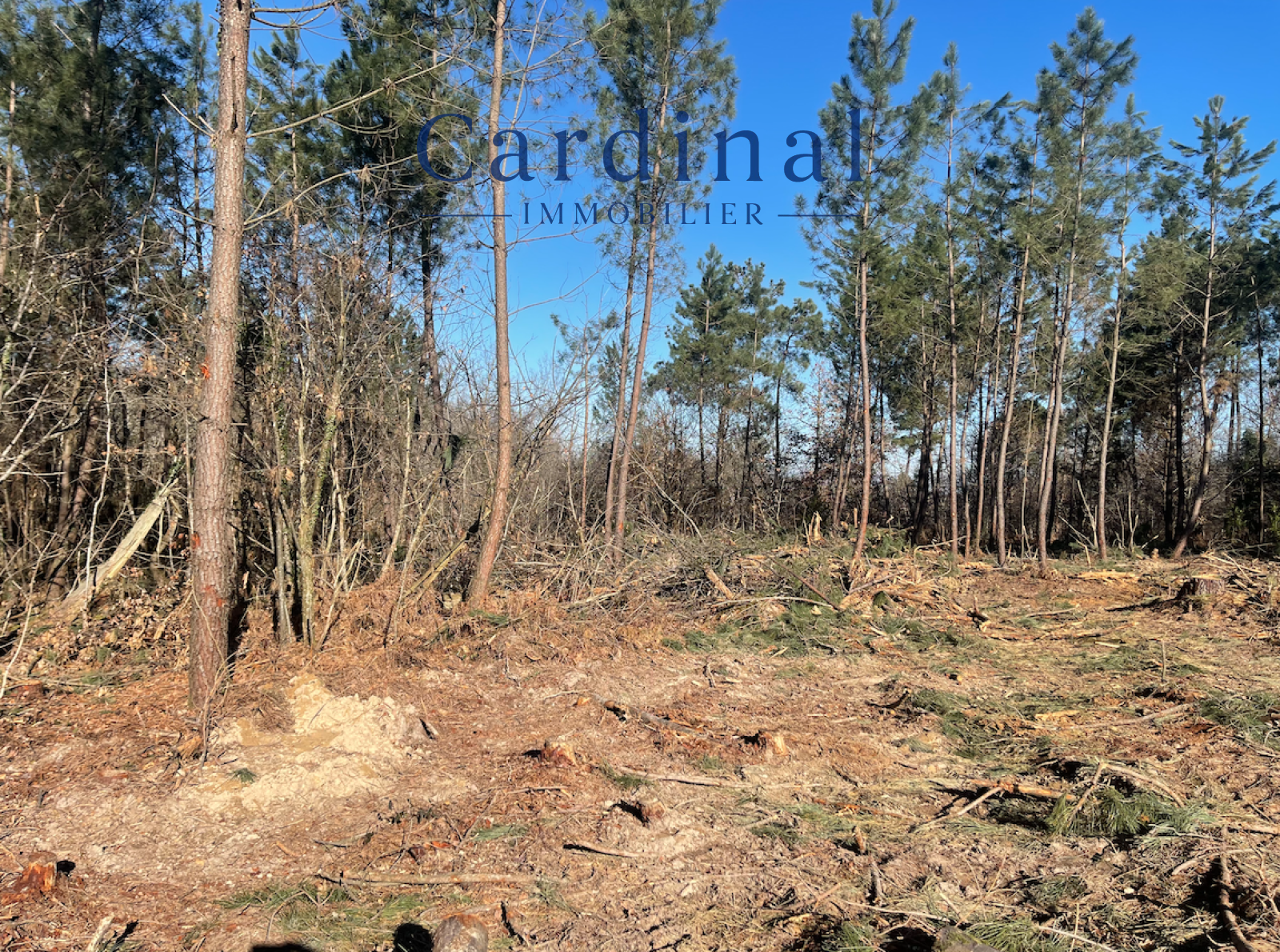 Image_2, Terrain, Coursac, ref :TR23