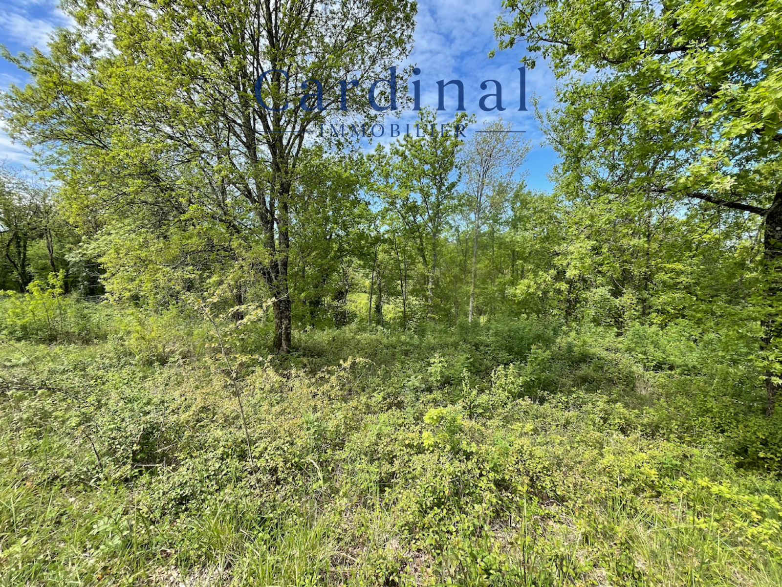 Image_2, Terrain, Coursac, ref :CARDINAL 31